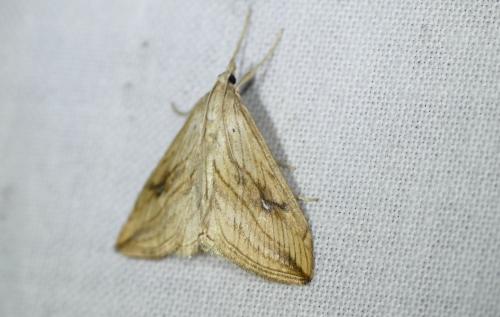 Réf. 255 982 : Evergestis forficalis